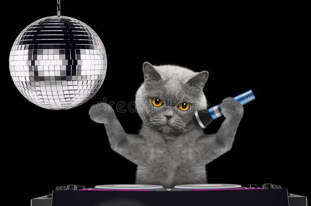 漂亮的猫唱歌和扩音器一k一r一oke歌曲采用一夜俱乐部