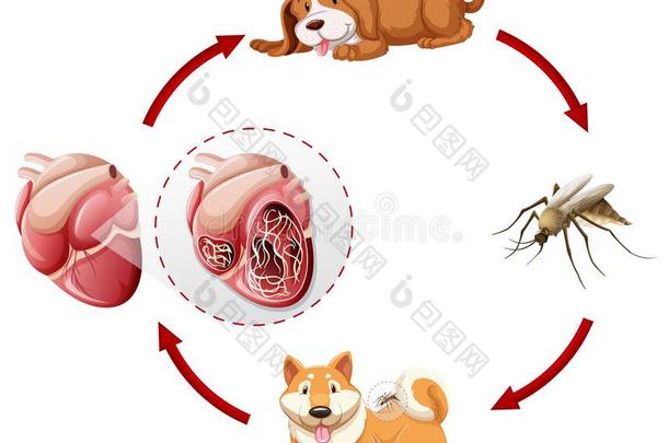 犬恶丝虫生活循环图表