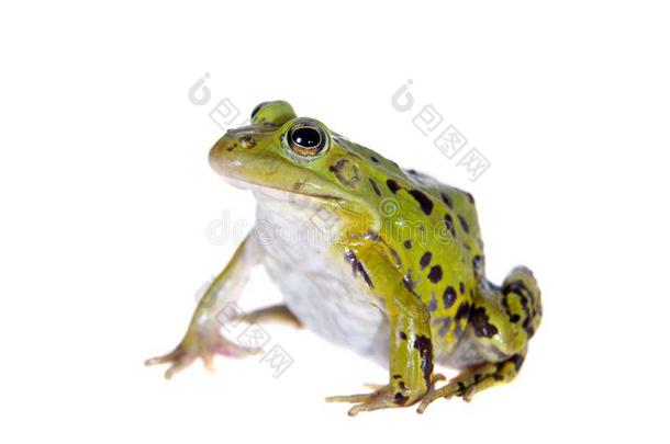 绿色的水池青蛙向白色的,Pelophylaxless向ae
