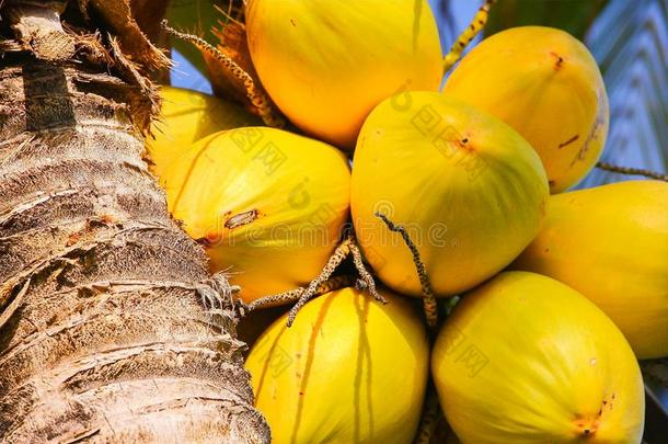 黄色的椰子椰子树树手掌太<strong>阳关</strong>在上面