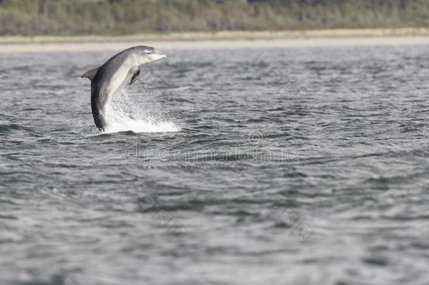 野生的宽吻海豚海豚宽吻海豚属坎