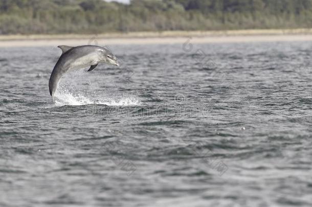 野生的宽吻海豚海豚宽吻海豚属坎