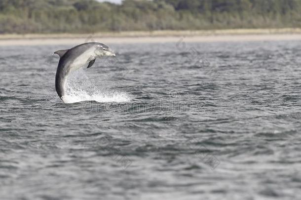 野生的宽吻海豚海豚宽吻海豚属坎