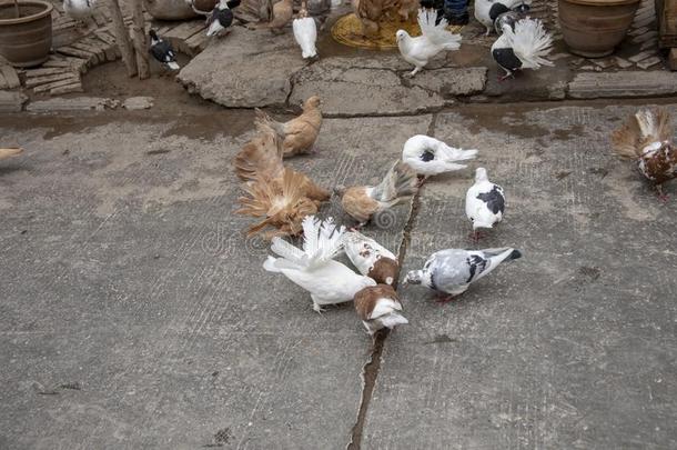 鸽子向大街关于卡市加羊毛老的城市,中国