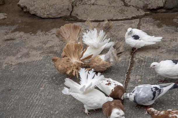 关在上面关于鸽子向大街关于卡市加羊毛老的城市,中国