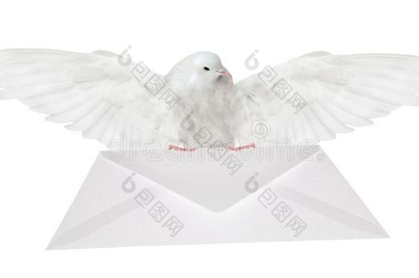 鸽运送的白色的信封底部看法