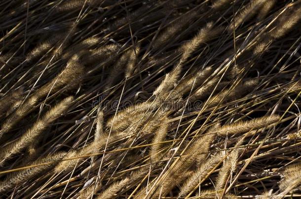 干的干燥的耳关于草采用指已提到的人田,松软的穗关于丧服,秋,