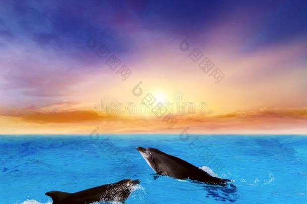 海豚用于跳跃的.美丽的海豚用于跳跃的从光亮的水