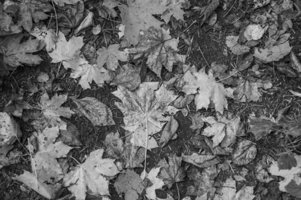 秋树叶和橡子.抽象的秋质地