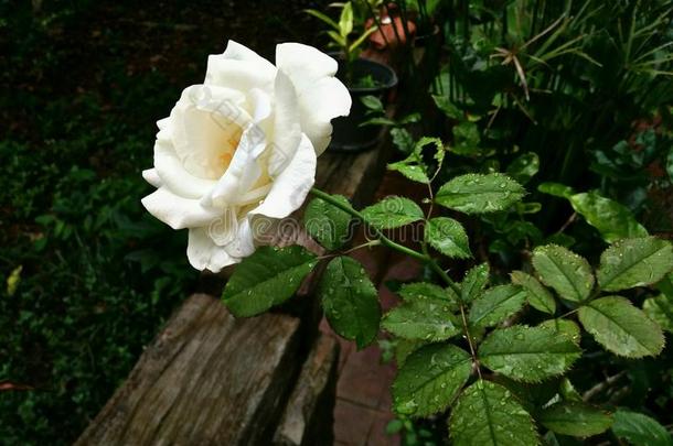 美丽的白色的玫瑰花采用指已提到的人花园后的ra采用