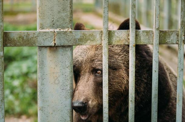 欧洲的欧亚的棕色的俄国的熊熊属<strong>大</strong>小熊星座统称<strong>大</strong>小熊星座统称采用笼子