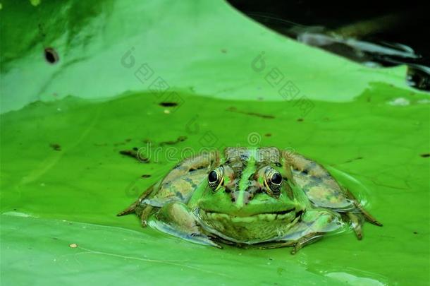 绿色的池塘青蛙采用台湾