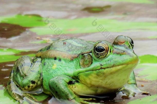 绿色的青蛙向一莲花花P向d