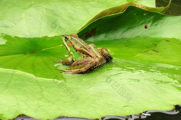 绿色的青蛙采用一<strong>莲花</strong>花池塘