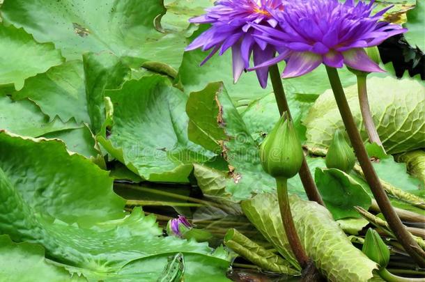 绿色的青蛙采用一莲花花池塘