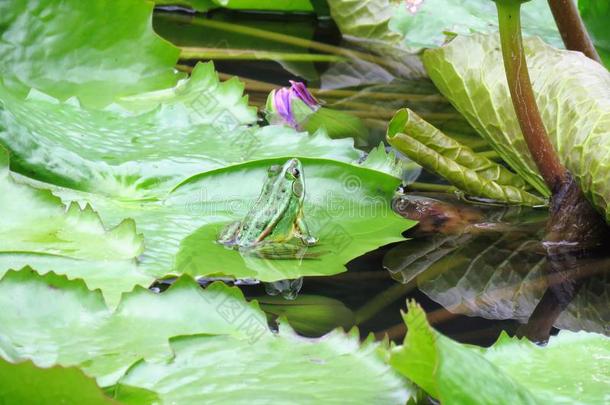 绿色的青蛙采用一莲花花池塘