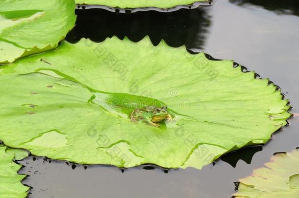 绿色的青蛙采用一<strong>莲花</strong>花池塘