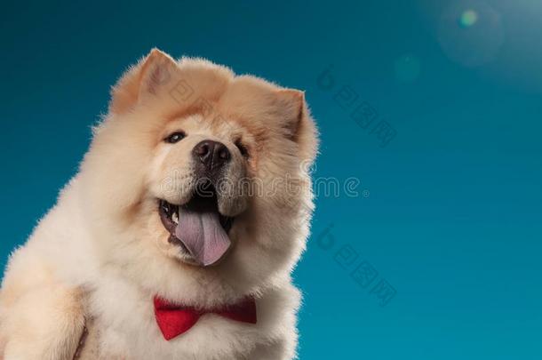 特写镜头照片关于一漂亮的原产地中国的狗-原产地中国的狗小狗we一ring红色的领结