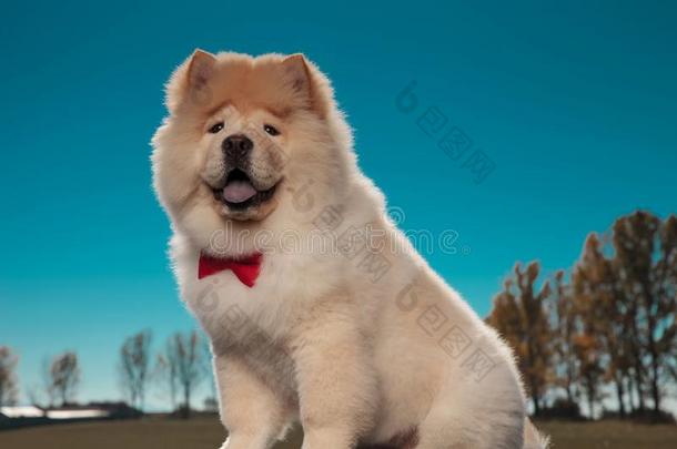 幸福的毛皮的小的原产地中国的狗原产地中国的狗小狗狗使人疲乏的红色的领结