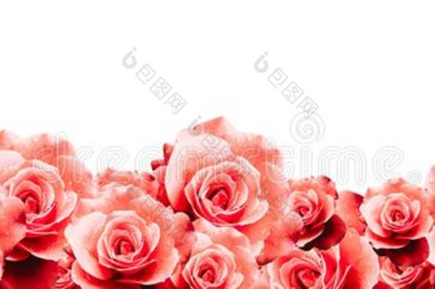 红色的玫瑰花的边框架背景和湿的红色的粉红色的白色的