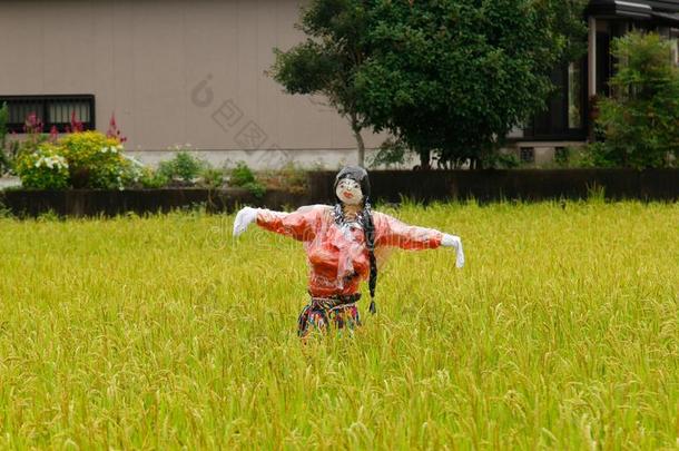 稻草人起立在绿色的稻田.稻草人乡下的兰斯卡