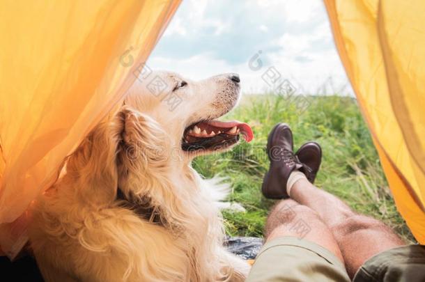 部分的看法关于旅行者采用帐篷和金色的寻猎物犬狗