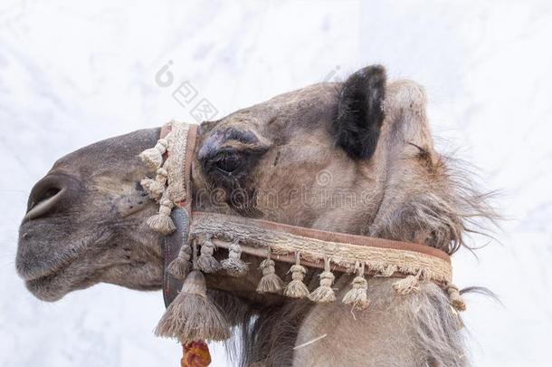 骆驼上端采用中古的节日