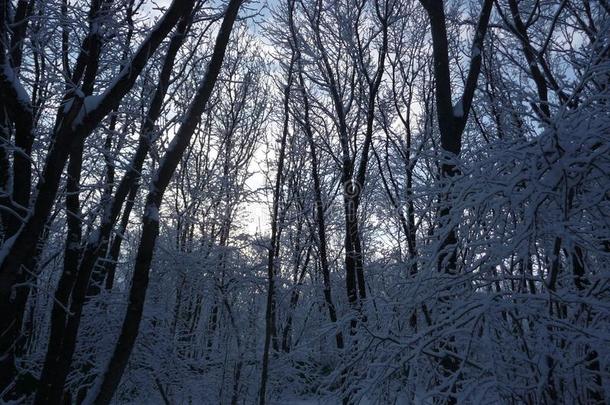 俄罗斯帝国.下雪的冬森林采用指已提到的人斯塔夫罗波尔`塔曼森林俄国郊外的别墅