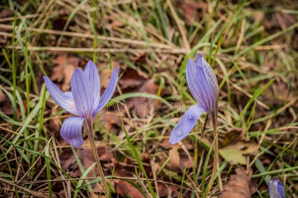 番红花属英语复数的:番红花属或橘黄色花和露珠布