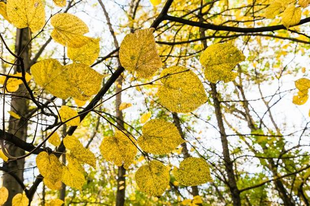 黄色的树叶向树枝采用森林采用十月一天