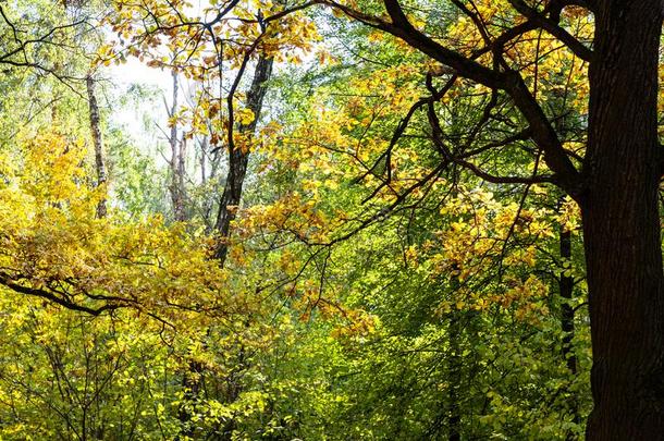 栎树树采用密集的森林采用和煦的：照到阳光的十月一天