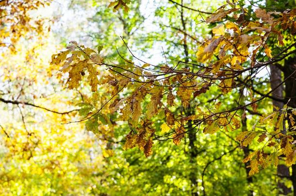 栎树树细枝采用和煦的：照到阳光的<strong>十月一</strong>天