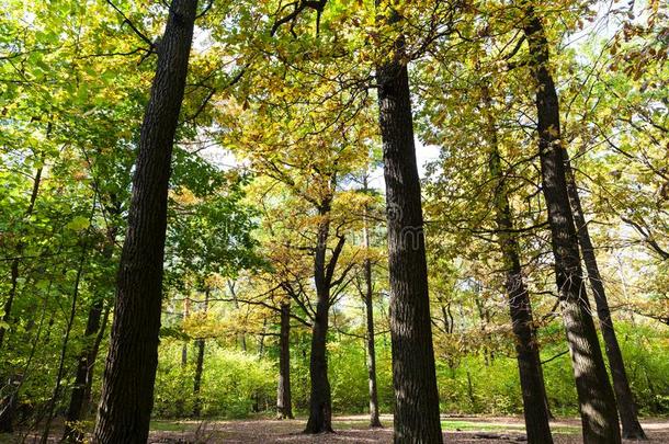 栎树小树林采用森林采用和煦的：照到阳光的十月一天
