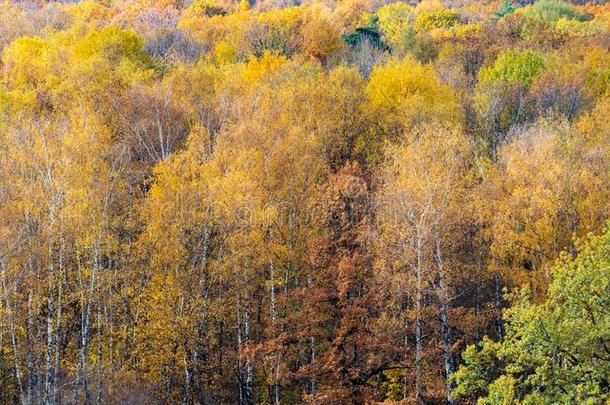 前面看法关于富有色彩的森林采用和煦的：照到阳光的十月一天