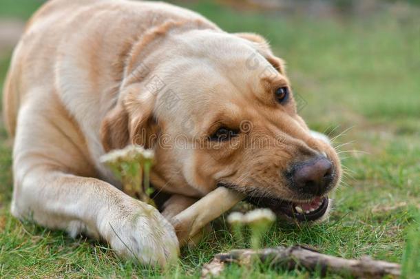 金色的狗label-dressroutine日常事分类小猎狗食物骨头说谎向指已提到的人草