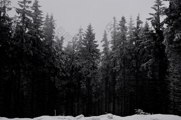 冬采用指已提到的人森林