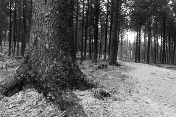一黑的和白色的影像关于一森林