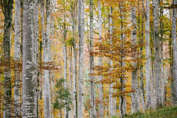 山毛榉森林采用秋关于指已提到的人地区的公园关于易拉罐