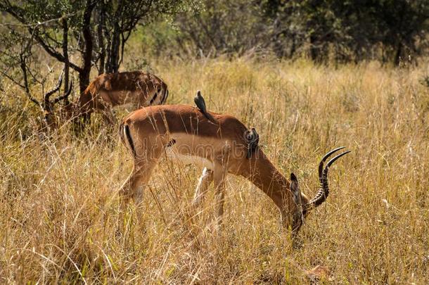 黑斑羚吃草,即Kruger公园,南方非洲
