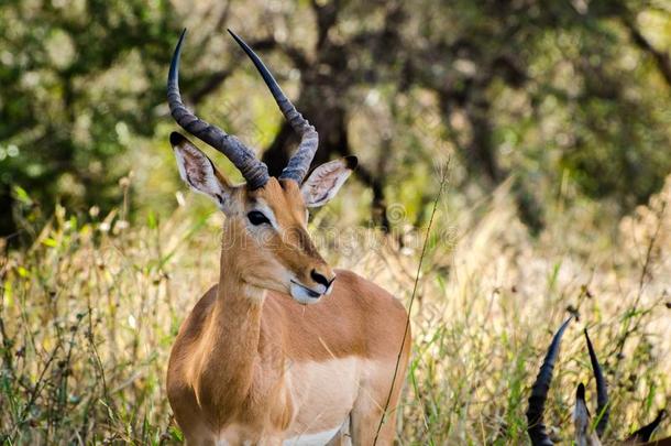 黑斑羚羚羊关在上面,即Kruger公园南方非洲.野生的鸟兽等photographer摄影师