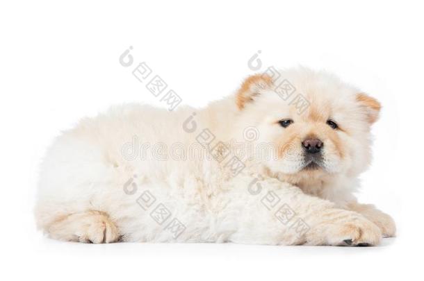 松软的白色的原产地中国的狗-原产地中国的狗小狗,隔离的向白色的背景