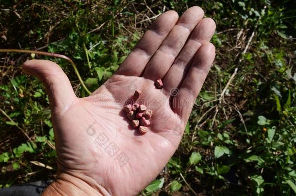 种植种子关于豌豆