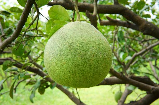 柚子,成熟成果关于指已提到的人柚子,自然的柑橘属果树成果