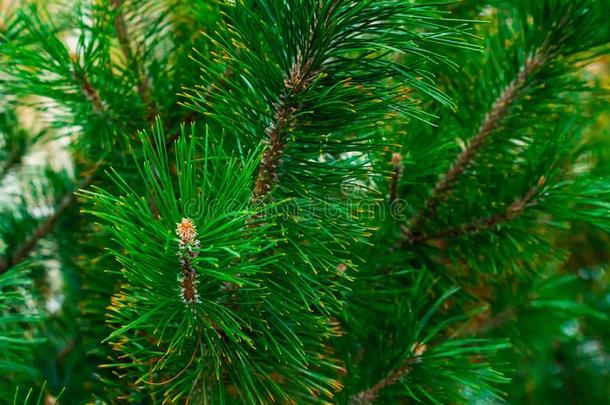 葱翠的绿色的树枝科尼卡衣着整洁的长的针蓝色-绿色的针