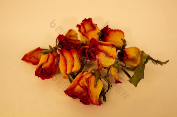 干燥的红色的和黄色的玫瑰向一白色的b一ckground