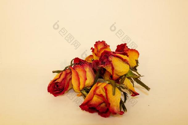 干燥的红色的和黄色的玫瑰向一白色的b一ckground