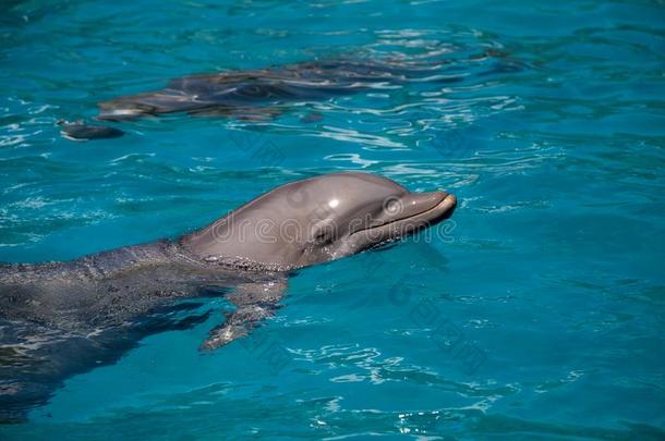 宽吻海豚海豚宽吻海豚属坎熏鱼上附着的鳔一起指已提到的人海岸线