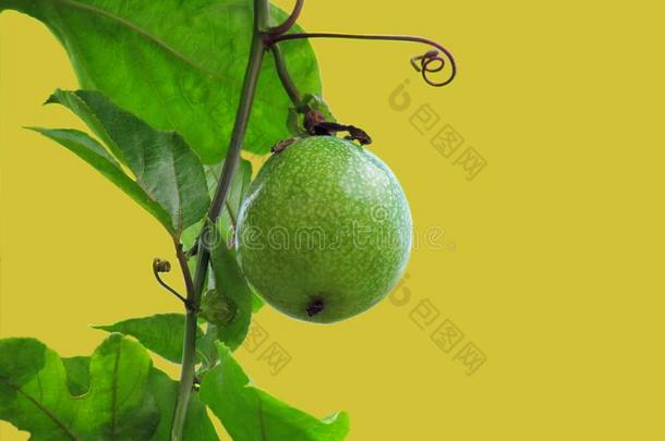 激情成果,Â 牙买加蜂蜜-给喂奶或黄色的<strong>百香</strong>果类的植物悬挂英语字母表的第15个字母