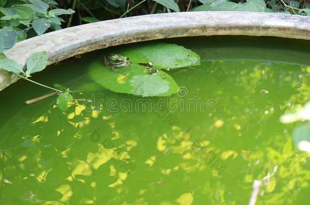 绿色的青蛙停留仍向绿色的莲花叶子采用绿色的水水池