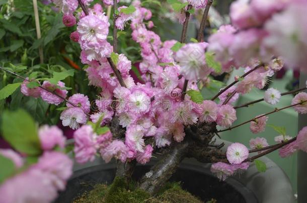 粉红色的樱<strong>桃花树</strong>种植采用指已提到的人公园.